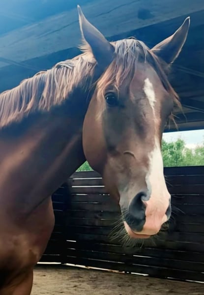 Westfale, Wallach in Leipzig