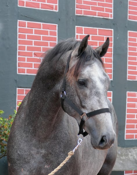 Westfale, Wallach in Cappeln (Oldenburg)
