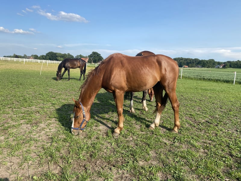 Westfale, Wallach in Recke