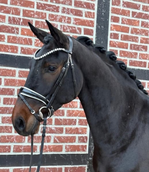 Westfale, Wallach in Telgte