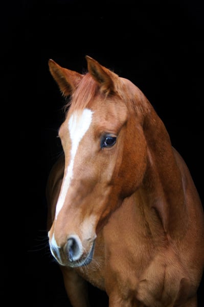 Westfale, Wallach in Wesel