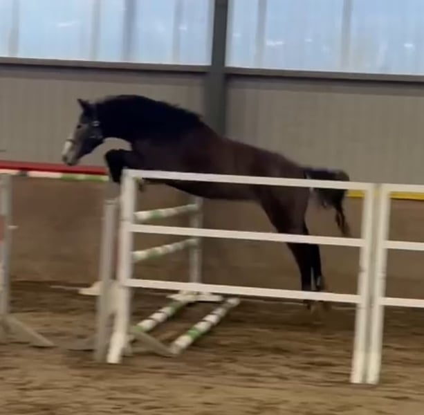 Westfale, Wallach in Lindlar