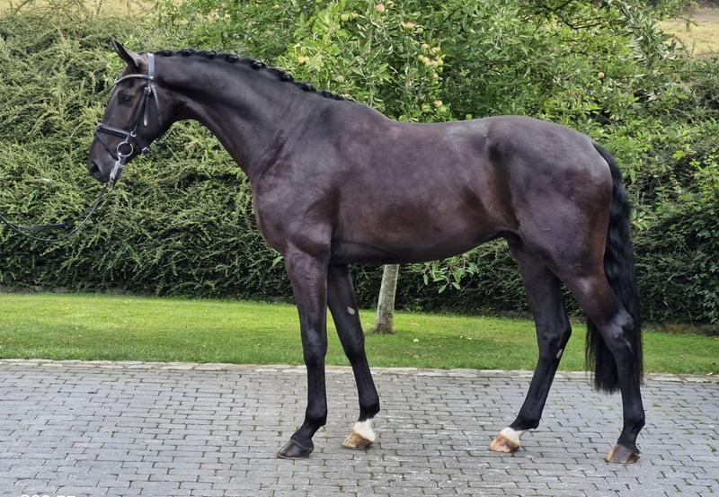 Westfale, Wallach in Ostercappeln