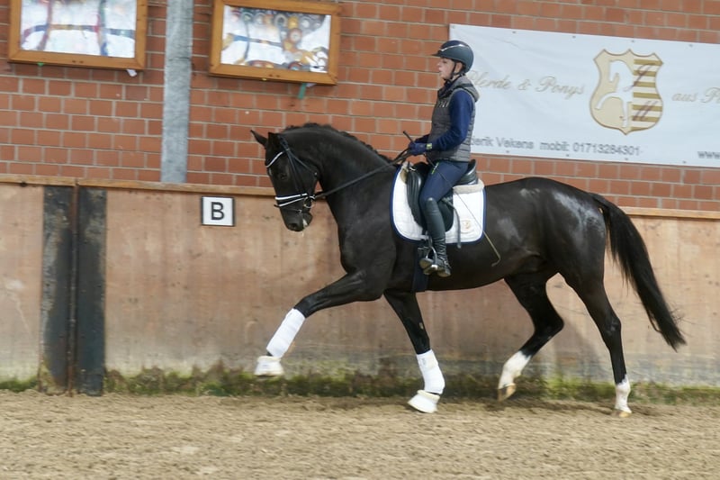 Westfale, Wallach in Paderborn