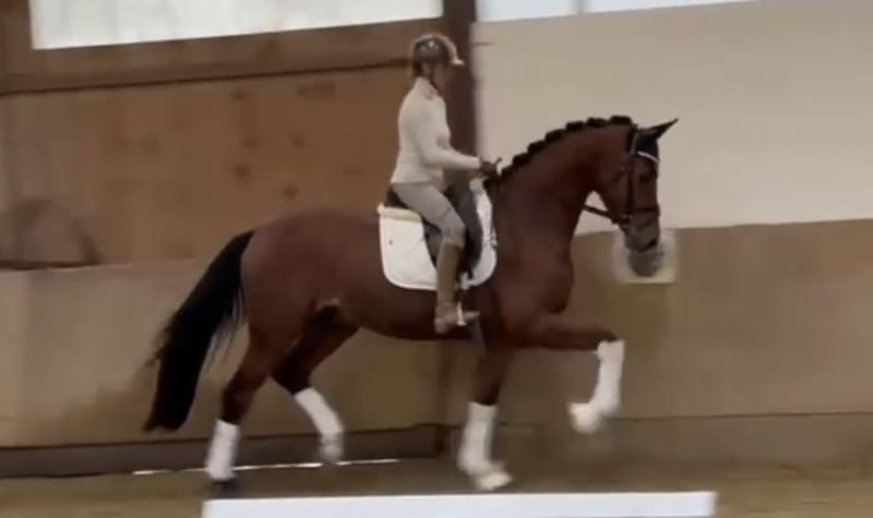 Westfale, Wallach in Bielefeld