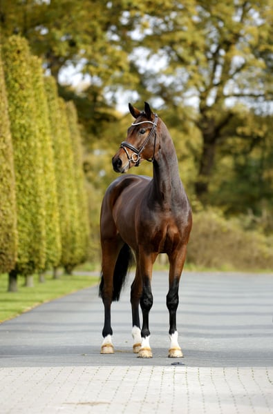 Westfale, Wallach in Steinfurt