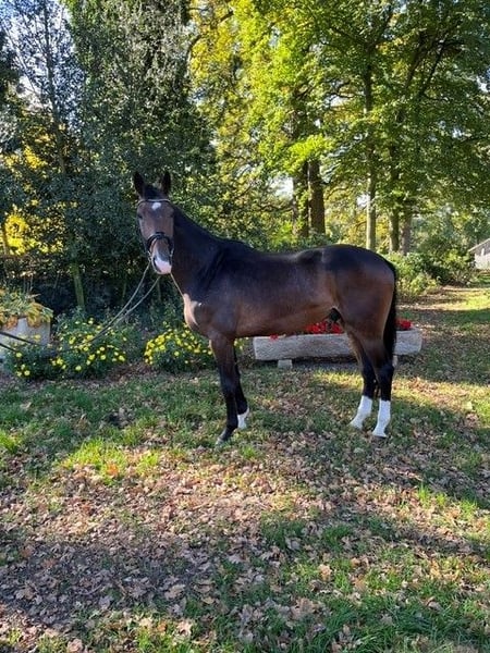 Westfale, Wallach in Saerbeck