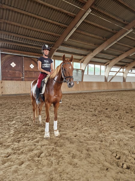 Westfale, Wallach in Rheda-Wiedenbrück