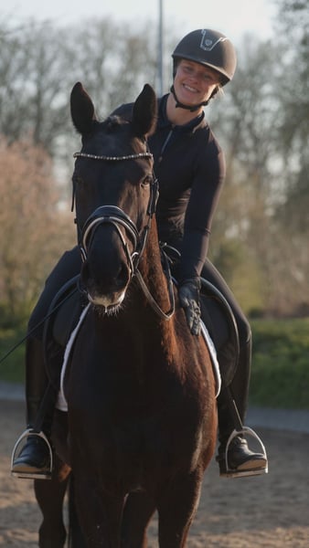 Westfale, Wallach in Senden