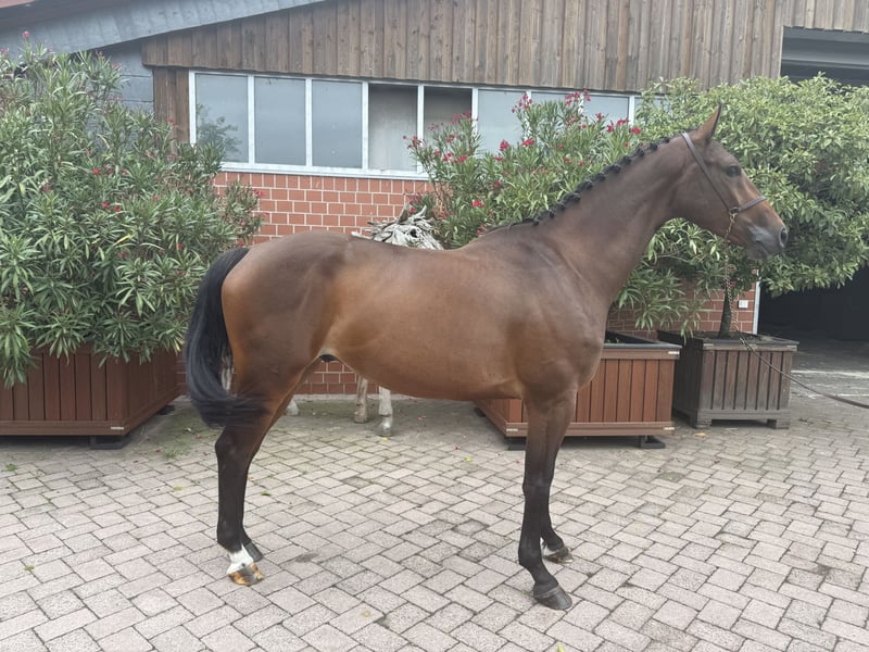 Westfale, Wallach in Waltrop