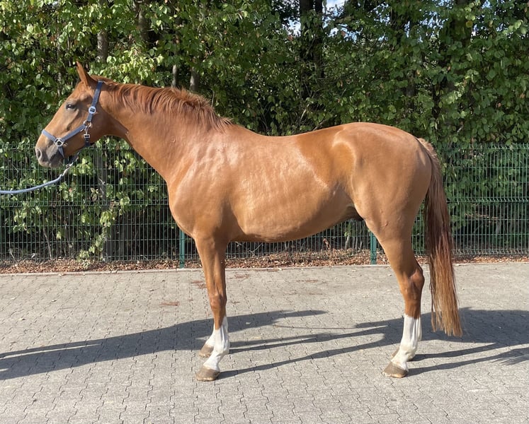 Westfale, Wallach in Verl