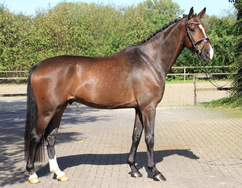 Westfale, Wallach in Gronau (Westfalen)