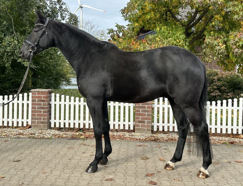 Westfale, Wallach in Rees