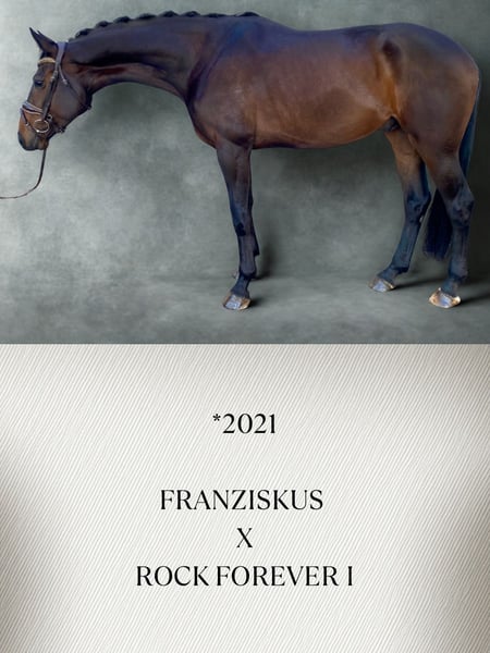 Westfale, Wallach in Güglingen