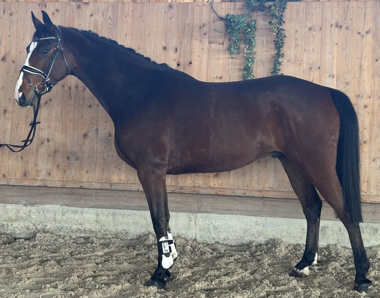 Westfale, Wallach in Riedlingen