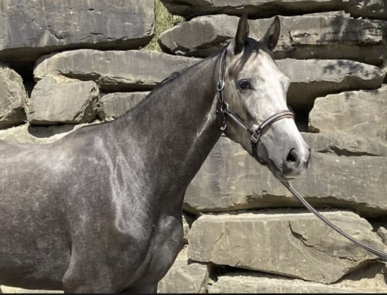 Westfale, Wallach in Windhagen