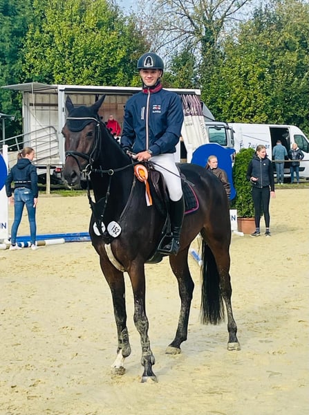 Westfale, Wallach in Altenberge