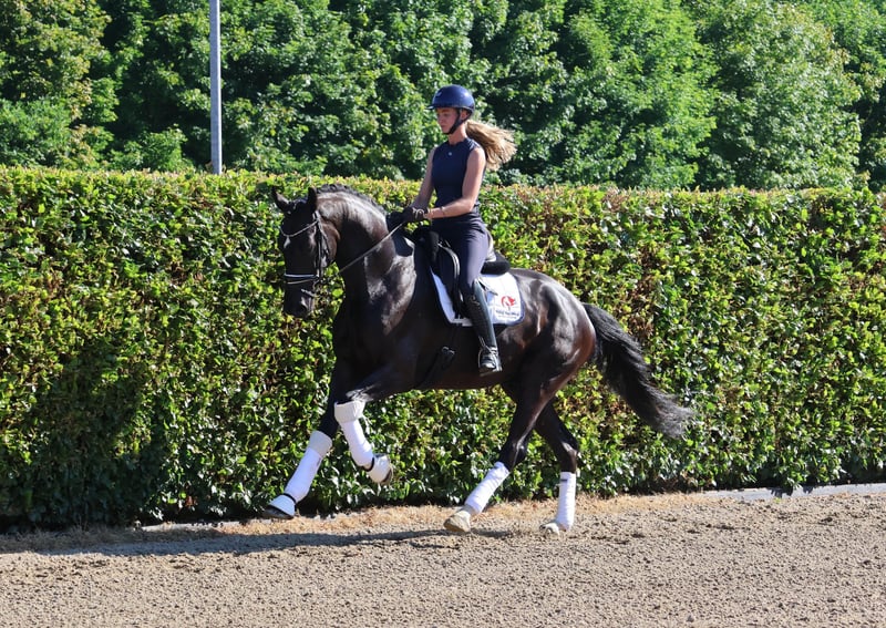 Westfale, Wallach in Nottuln