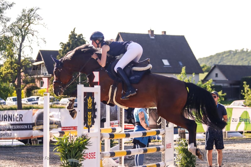 Westfale, Wallach in Porta Westfalica