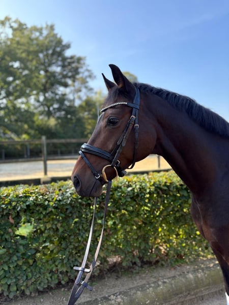 Westfale, Wallach in Reken