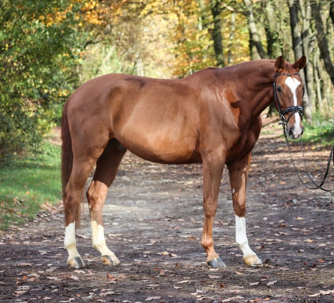 Westfale, Wallach in Wuppertal