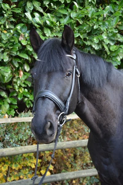 Westfale, Wallach in Aachen