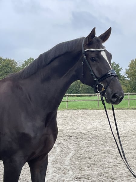 Westfale, Wallach in Ibbenbüren