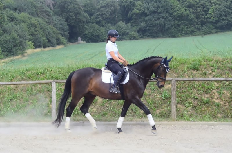 Westfale, Wallach in Wellheim