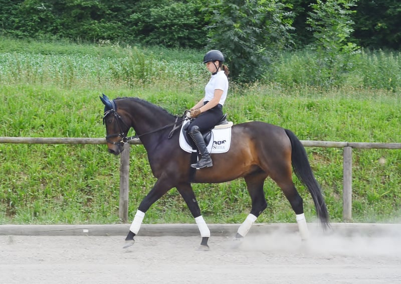 Westfale, Wallach in Wellheim