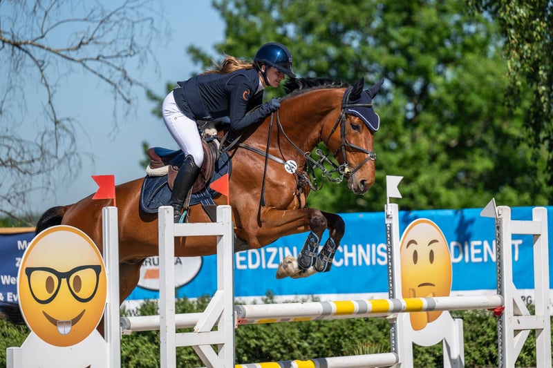 Westfale, Wallach in Bergisch Gladbach