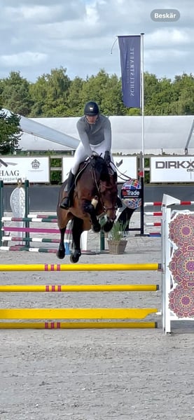 Westfale, Wallach in Kevelaer