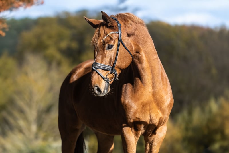 Westfale, Wallach in Windhagen