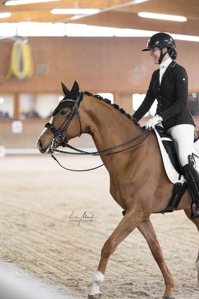 Westfale, Wallach in Fronreute