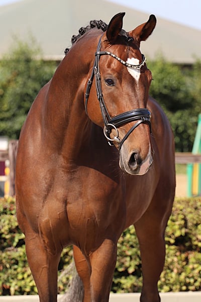 Westfale, Wallach in Willich