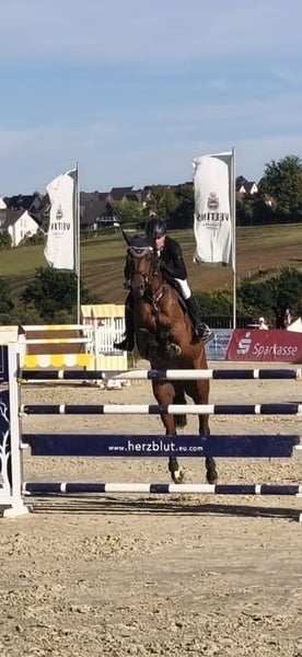 Westfale, Wallach in Arnsberg