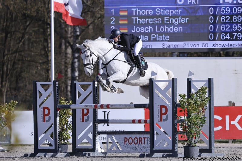 Westfale, Wallach in Braunschweig