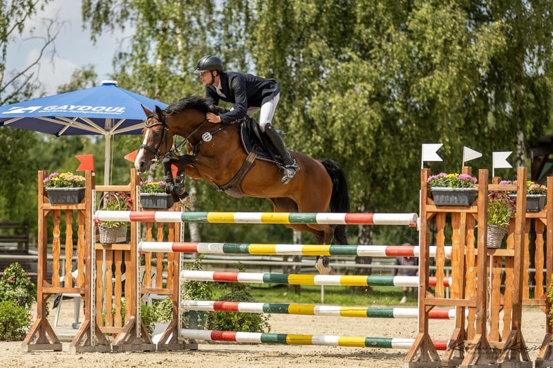Württemberger, Stute in Langenselbold