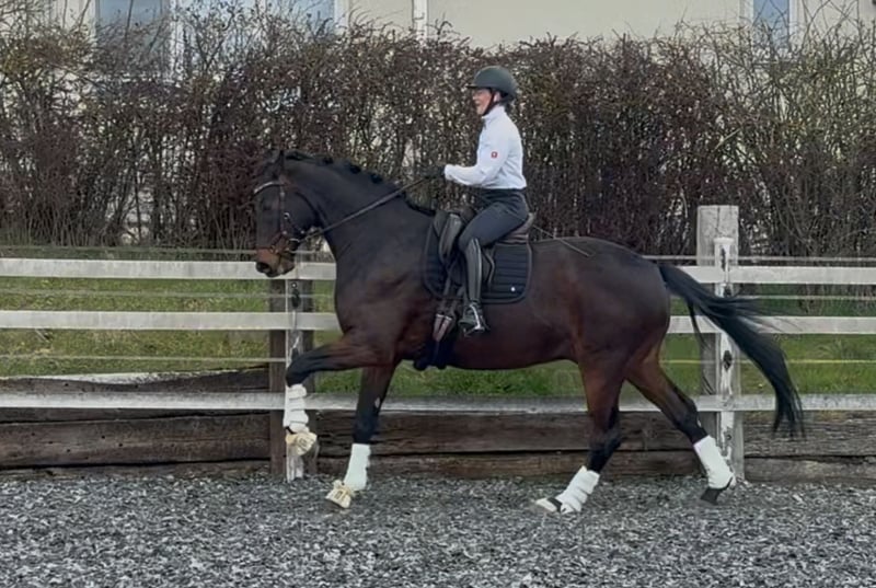 Württemberger, Wallach in Hosenfeld