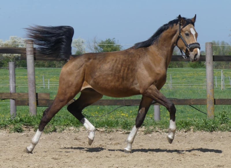 Zangersheide Semental 2 años 160 cm Buckskin/Bayo in Mücheln