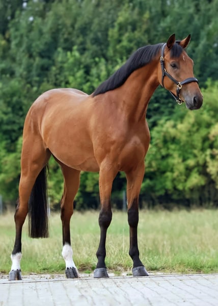 Dansk Fjord レードル Germany ダンス Zangersheider Gelding 3 years 16 hh Brown in Gersten