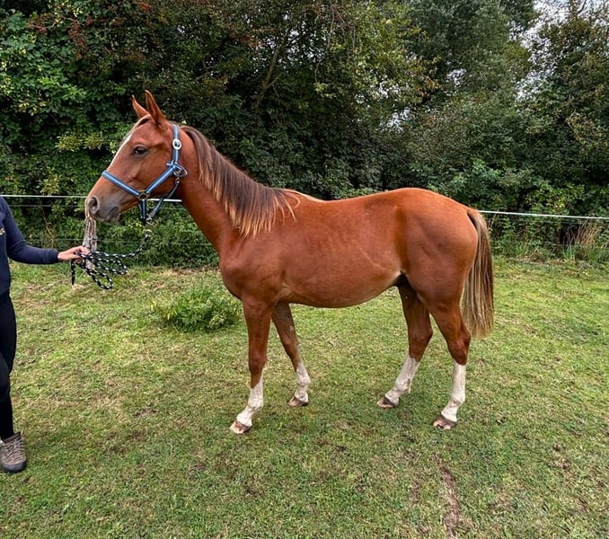 Zangersheider, Hengst in Satow