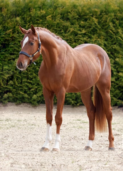 Zangersheider, Hengst in Gersten