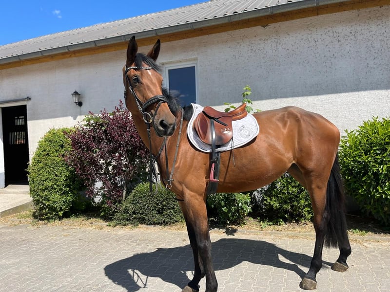 Zangersheider, Stute in Borchen