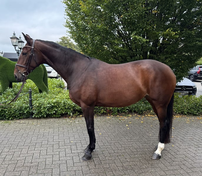 Zangersheider, Stute in Rhede