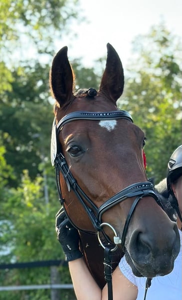 Zangersheider, Stute in Rhede