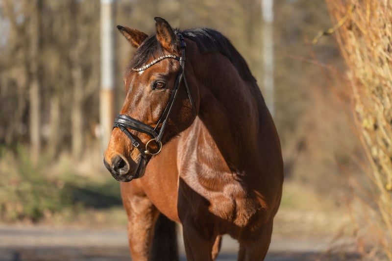 Zangersheider, Wallach in Windhagen