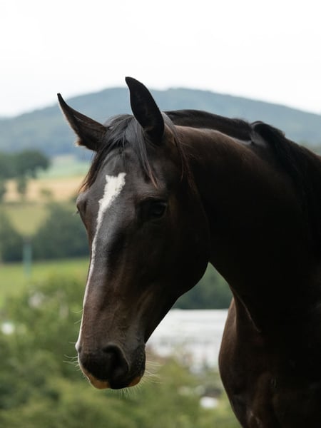 Zangersheider, Wallach in Tann