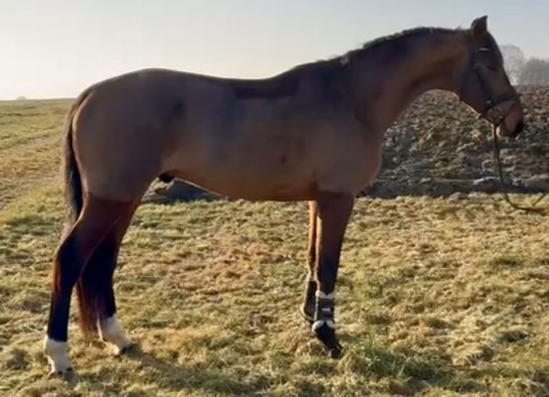 Zangersheider, Wallach in Allershausen