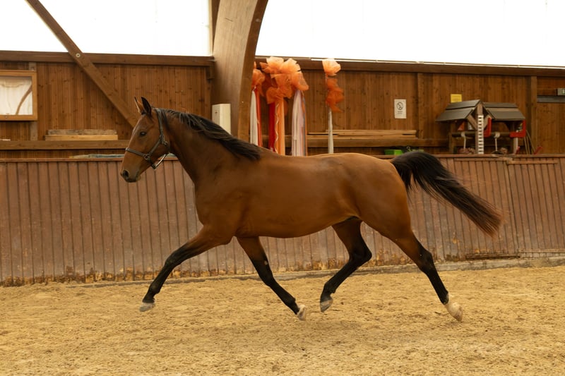 Zangersheider, Wallach in Tann