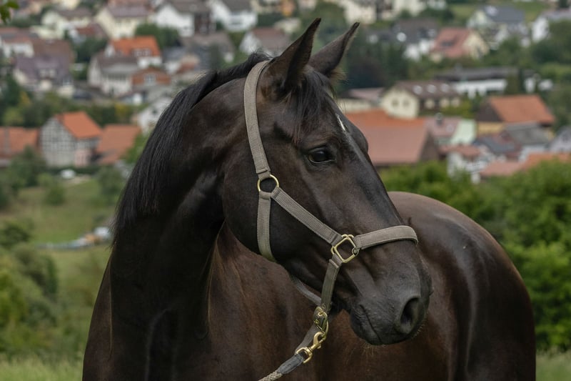 Zangersheider, Wallach in Tann